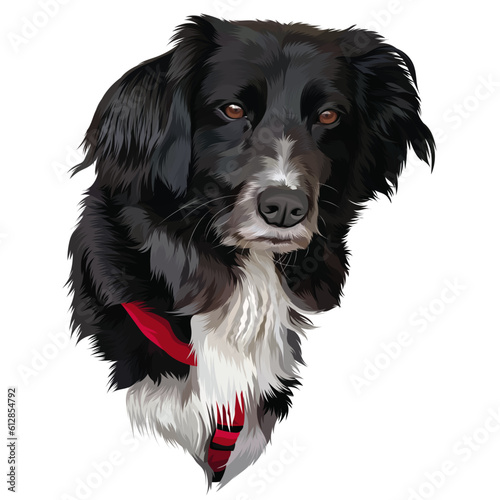 bernese mountain dog