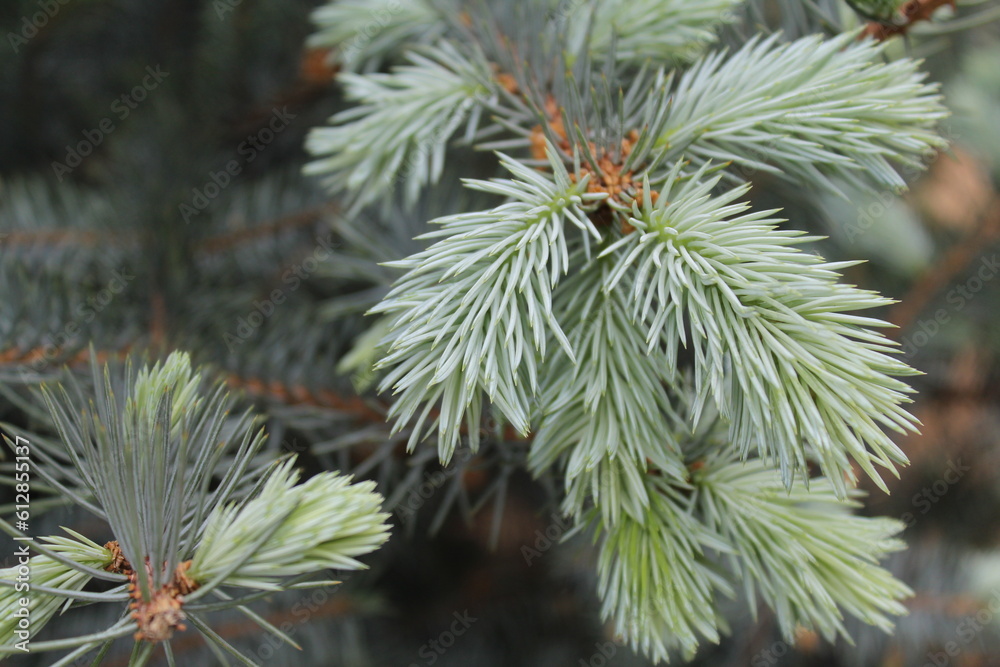 natural background fresh spruce branches natural background fresh spruce branches