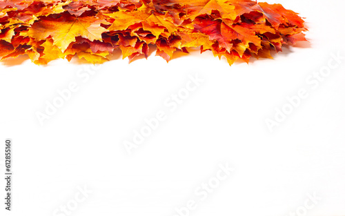 autumn landscape  sketch of autumn in the photo  yellow burgundy red leaves  summer petition  joyful pictures