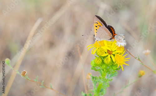 A Bronze Copper or lycaena hyllus butterfly photo