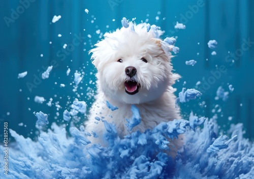Cute white Maltese dog with water splashes on blue background, generative Ai