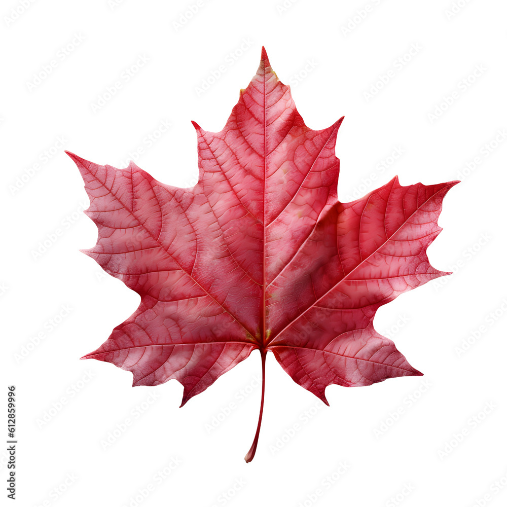 Obraz premium fresh autumn maple leaf, generative ai generated