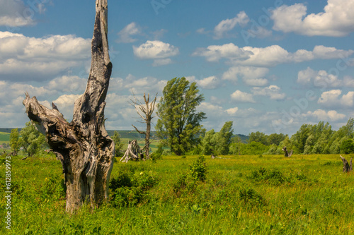 Summer landscape  river floodplain  picturesque shores  bright green grass with wild wildflowers  blue sky with white clouds  summer tender warm days 