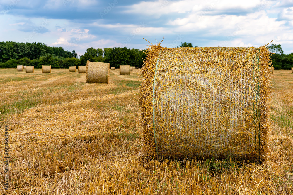 Fototapeta premium Straw bales in the field