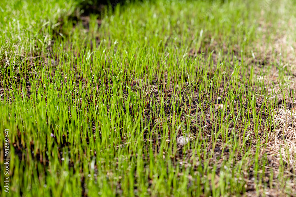 Obraz premium freshly sown grass growing in the garden