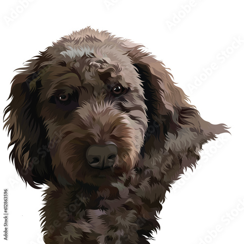 american cocker spaniel