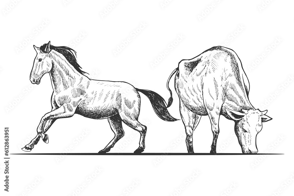 Hand drawn black and white horse and cow vector illustration, isolated on white background
