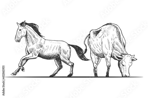 Hand drawn black and white horse and cow vector illustration, isolated on white background