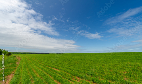 Spring photography, landscape with a cloudy sky. Young wheat, green sprouts, cereals, as well as its grains, from which white flour is prepared