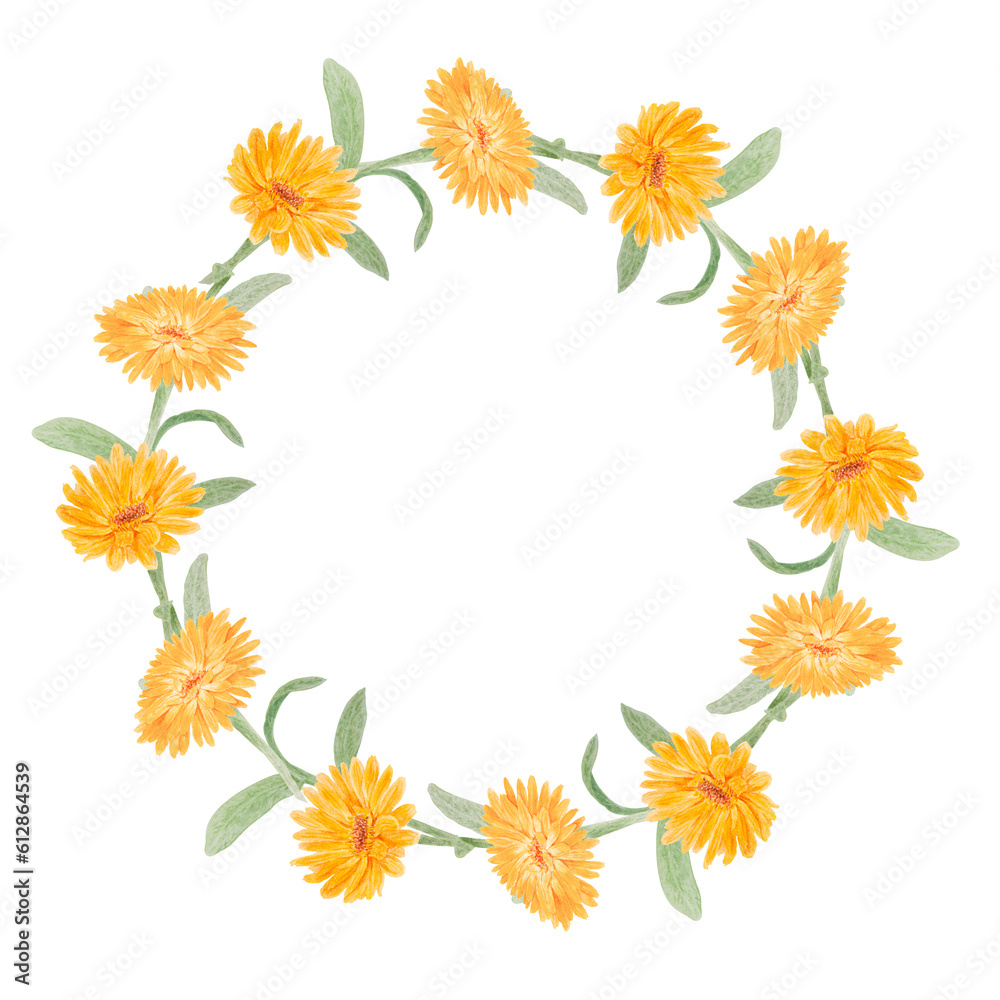 Wreath of orange calendula officinalis. Watercolor hand drawn illustration. Botanical frame for labels, eco goods, textiles, natural herbal medicine, healthy tea, cosmetics and homeopatic remedies.