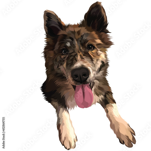 german shepherd dog