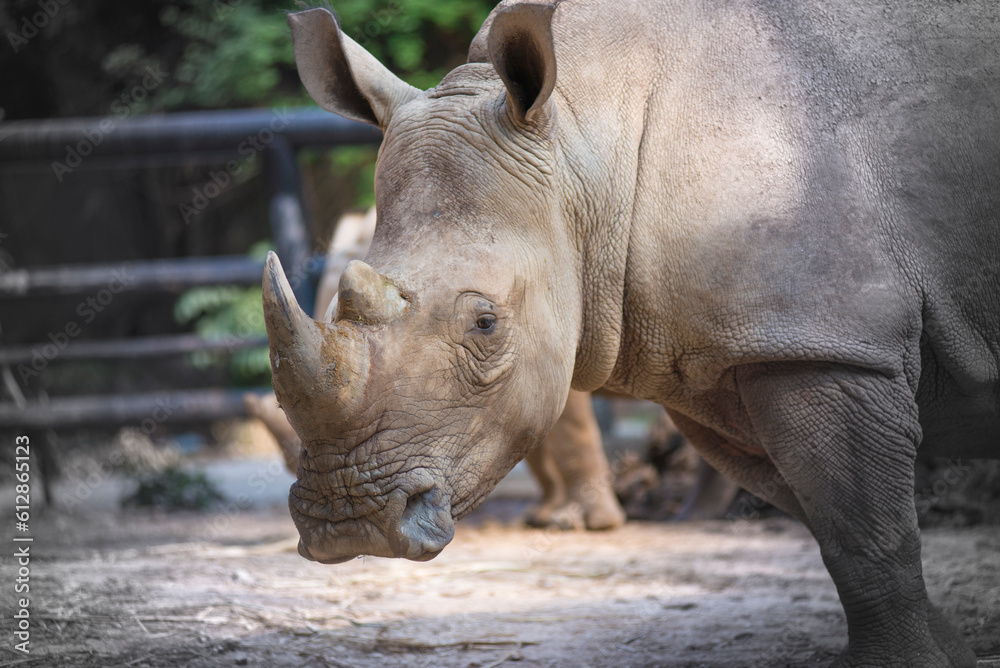 The wild animals are kept in a natural open zoo. The wild animals are kept in a natural open zoo.