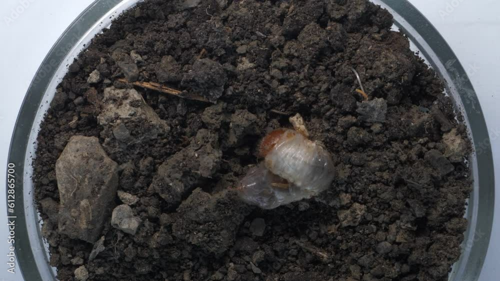 custom made wallpaper toronto digitalMay beetle larva in the ground in a petri dish. Laboratory research and the study of insects. Entomology