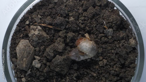 Wallpaper Mural May beetle larva in the ground in a petri dish. Laboratory research and the study of insects. Entomology Torontodigital.ca