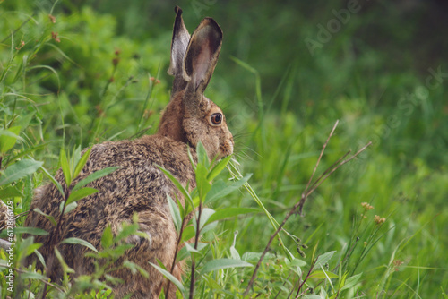 a european hare, lepus europaeus, in the mountain forest at a summer morning © Chamois huntress