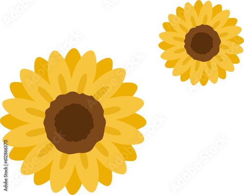 sunflower isolated on white