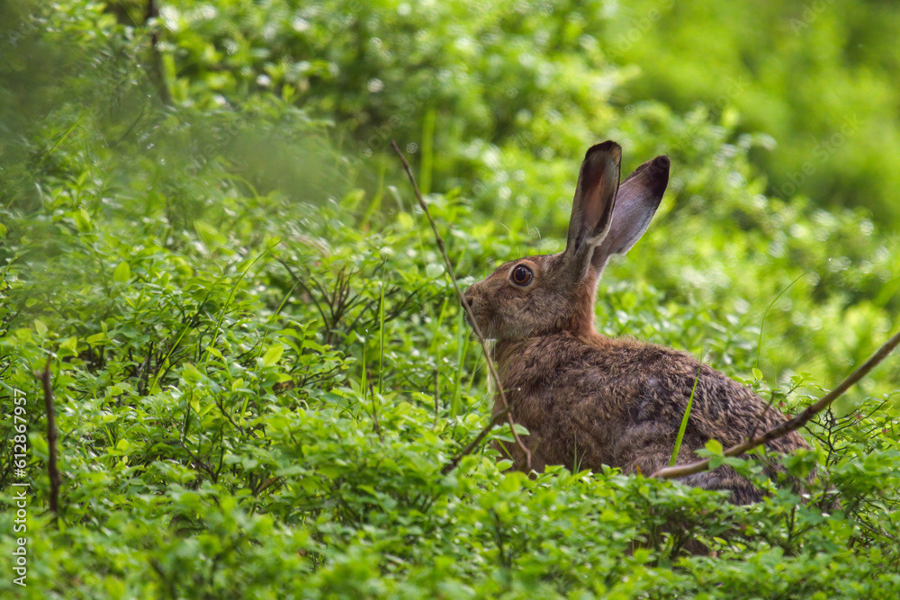 a european hare, lepus europaeus, in the mountain forest at a summer morning a european hare, lepus europaeus, in the mountain forest at a summer morning