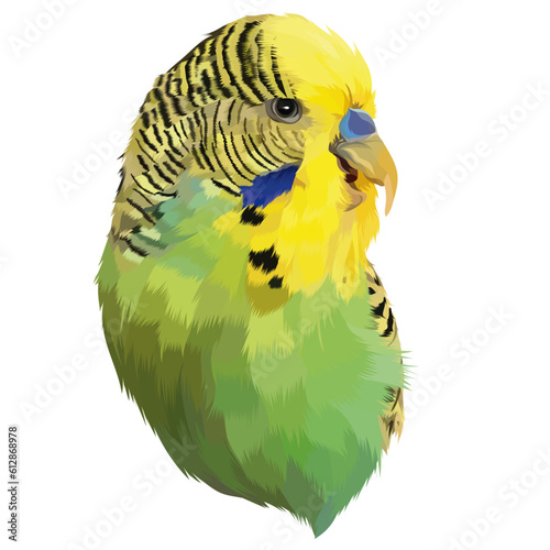 yellow and green parrot