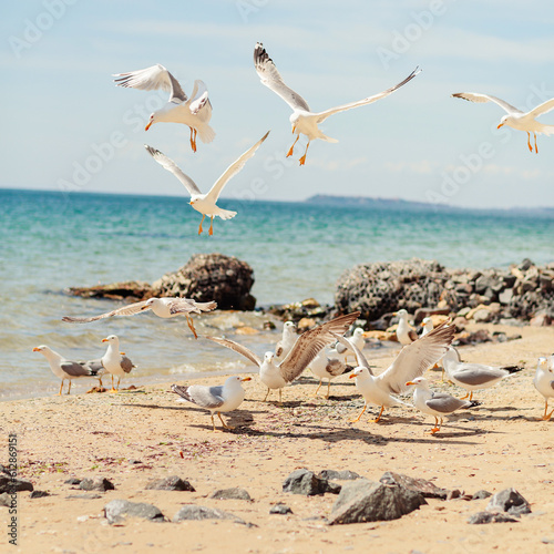 Group of several seagulls walking along the coastline of sandy beach on the Black Sea coast. Beautiful rocky seascape with waves splashing on the shore