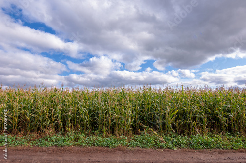  Corn a North American cereal plant that yields large grains, or kernels, set in rows on a cob. Its many varieties yield numerous products, highly valued for both human and livestock consumption.