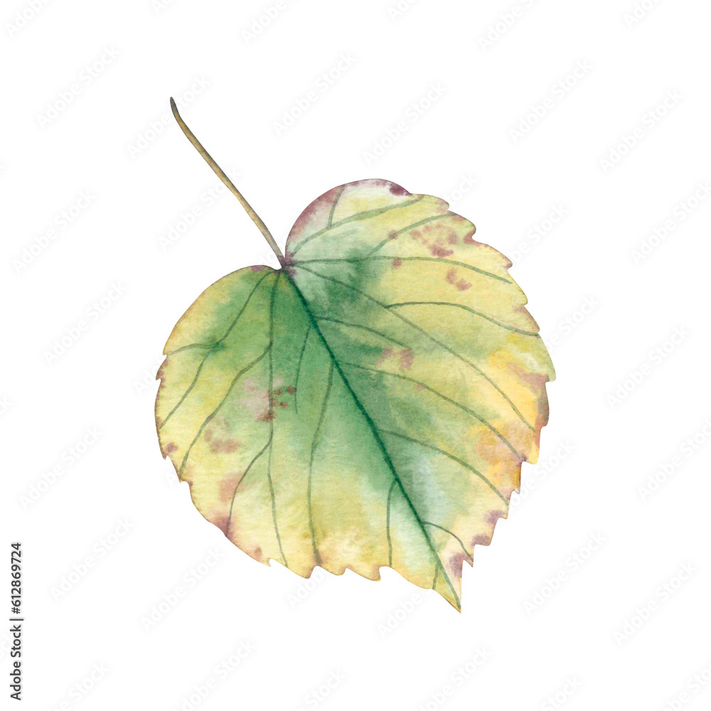 Obraz premium Autumn birch leaf in yellow and green. A hand-drawn watercolor nature element.