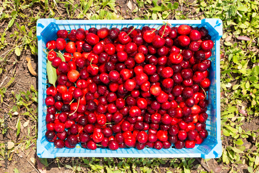 A box with ripe red cherries picked in the orchard. Cultivation of fruits and berries and harvesting A box with ripe red cherries picked in the orchard. Cultivation of fruits and berries and harvesting