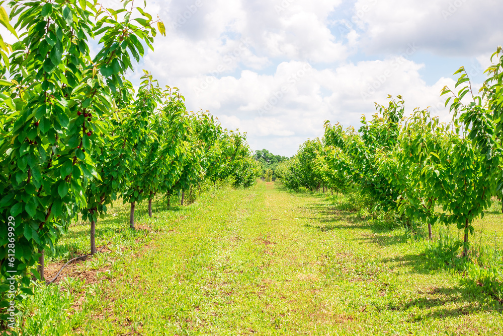 Even rows with young green cherry fruit trees. Orchard on a summer day Even rows with young green cherry fruit trees. Orchard on a summer day