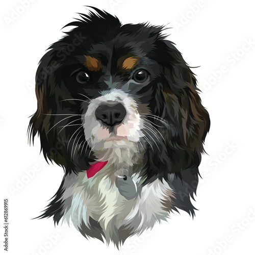 cavalier king charles spaniel