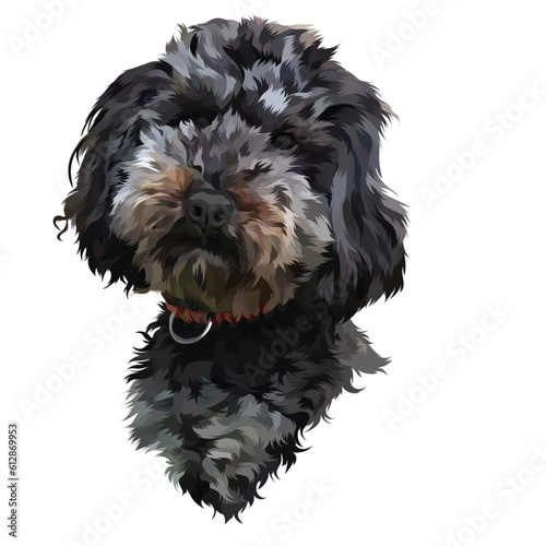 black and white schnauzer puppy