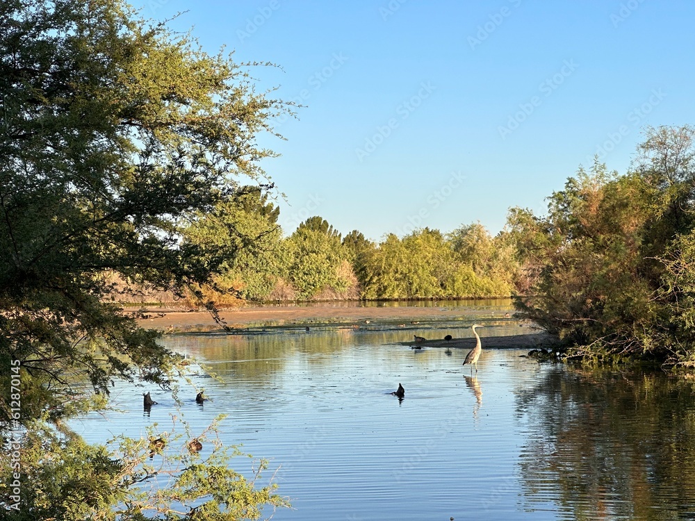 Gorgeous Sunrise Over Riparian with Waterfowl, Forest and Refections Gorgeous Sunrise Over Riparian with Waterfowl, Forest and Refections