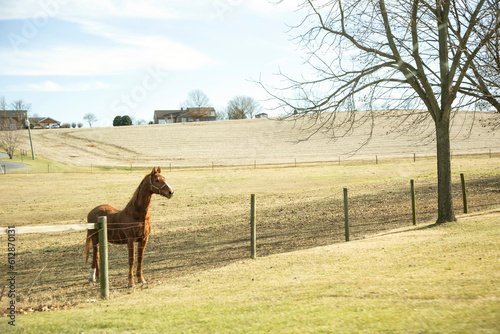 Horse on a farm landscape photo