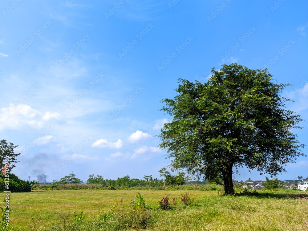 Obraz premium tree in the field