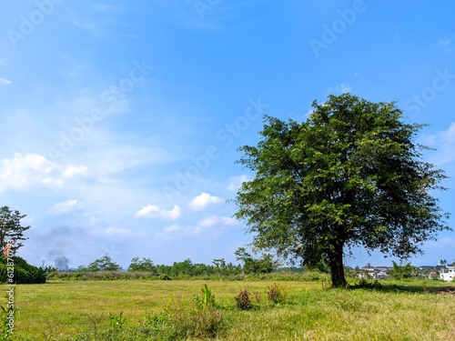 tree in the field