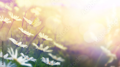 art Beautiful field meadow flowers chamomile. flying butterfly in morning sunny meadow, nature landscape, Wide format Banner, copy space.
