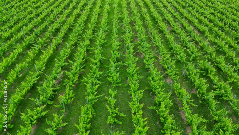Aerial view of Bordeaux vineyards in spring with lush vegetation, High quality 4k footage