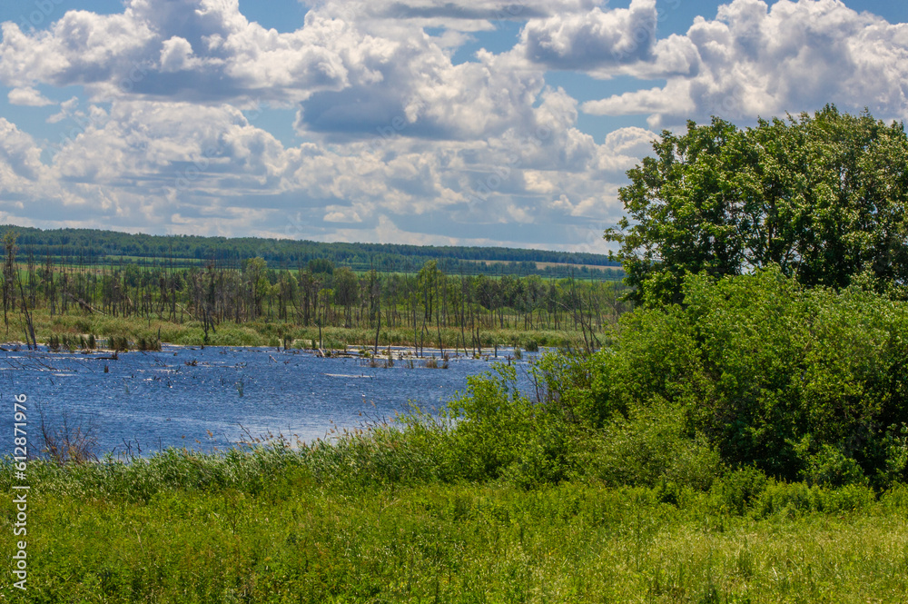 summer photography, a river overgrown with reeds, blue sky with white clouds, blue water covered with duckweed, river floodplain, sultry summer day