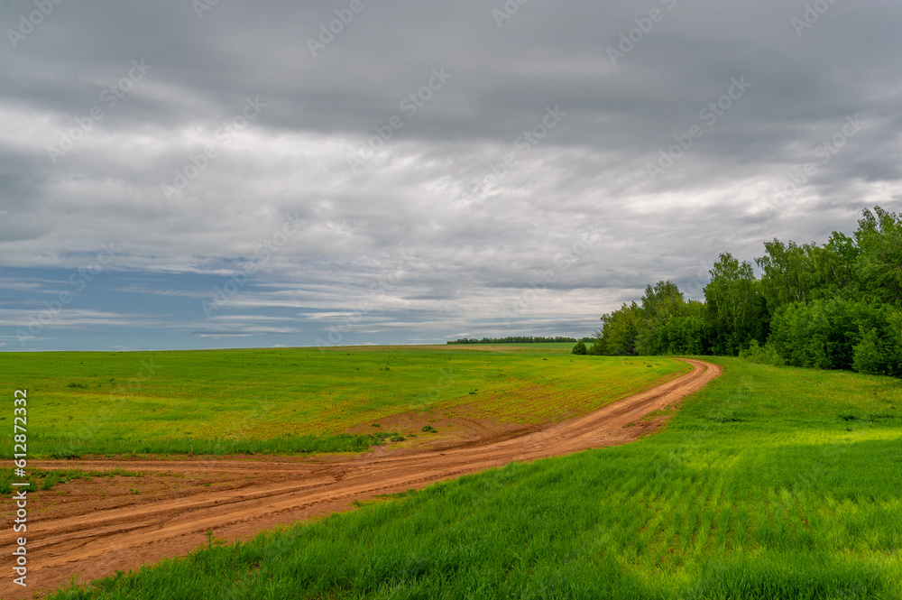 Spring photography, rural landscape, dirt road through young wheat fields, a wide way leading from one place to another, especially one with a specially prepared surface that vehicles can use.