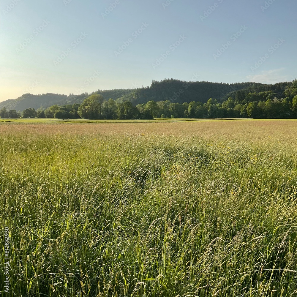Obraz premium A stunning herb meadow thrives in Austria, demonstrating a vibrant display of biodiversity. Various species of flowering plants and herbs create a tapestry of color against the backdrop of the Austria
