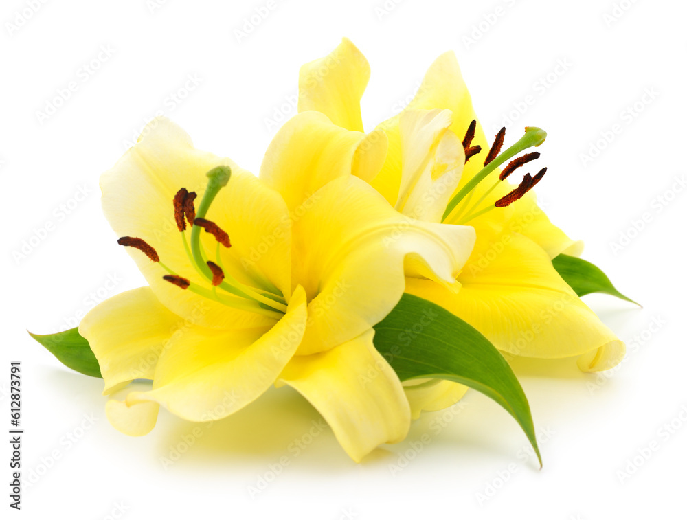 Obraz premium Two yellow lilies.