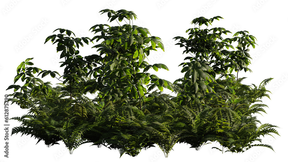 forest floor plants, coppice isolated on transparent background