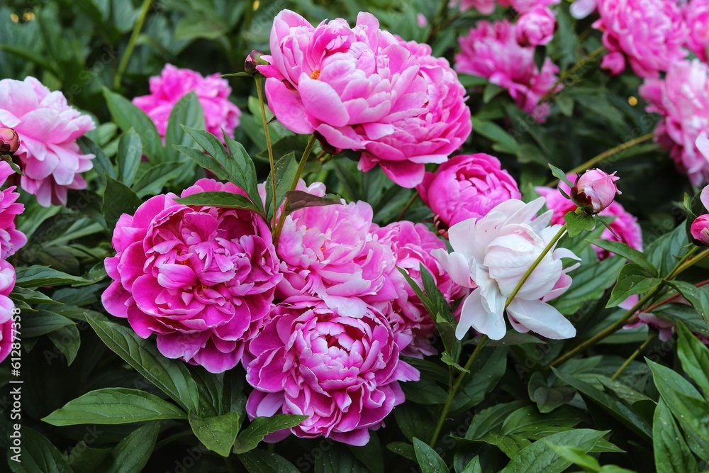 Pink peonies flower bloom in garden. Close up.