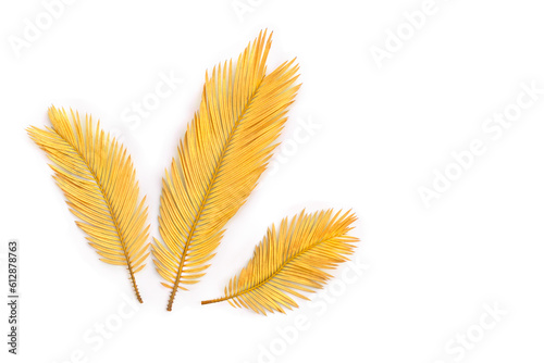 Golden leaves palm tree on a white background with space for text. Top view, flat lay