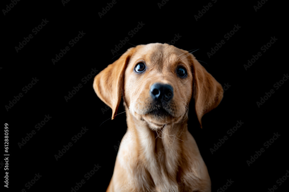 Portrait of an adorable golden labrador retriever puppy