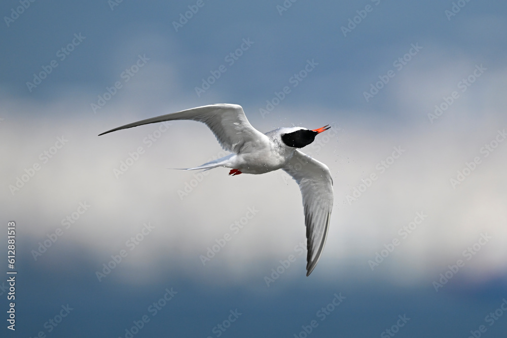 Obraz premium Common tern // Flussseeschwalbe (Sterna hirundo)