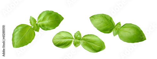 Fresh green basil leaves set isolated on white background. Organic herb and spice for cooking.