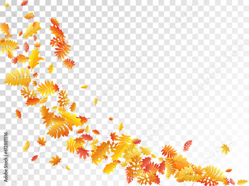 Oak, maple, wild ash rowan leaves vector, autumn foliage on transparent background.