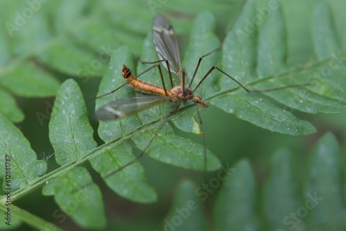 centipede mosquito on leaf © SuGak