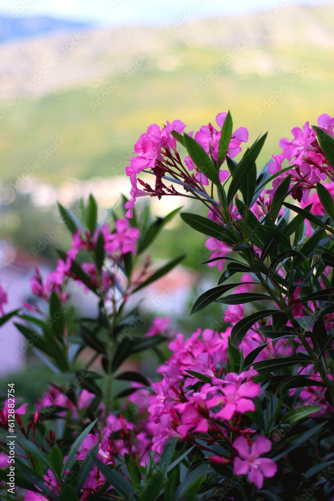 Fototapeta premium Pink oleander flowers in the garden. Selective focus.