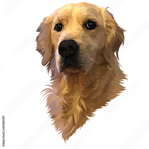 golden retriever puppy