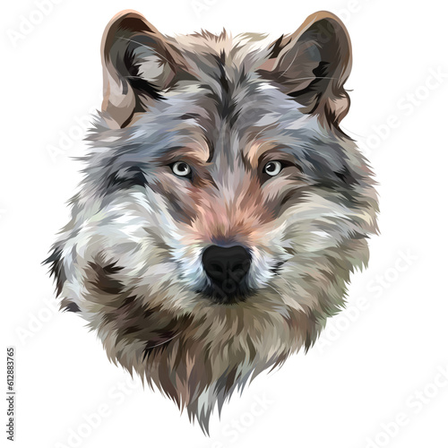 wolf